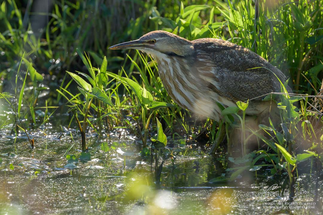 American Bittern at Huntley Meadows