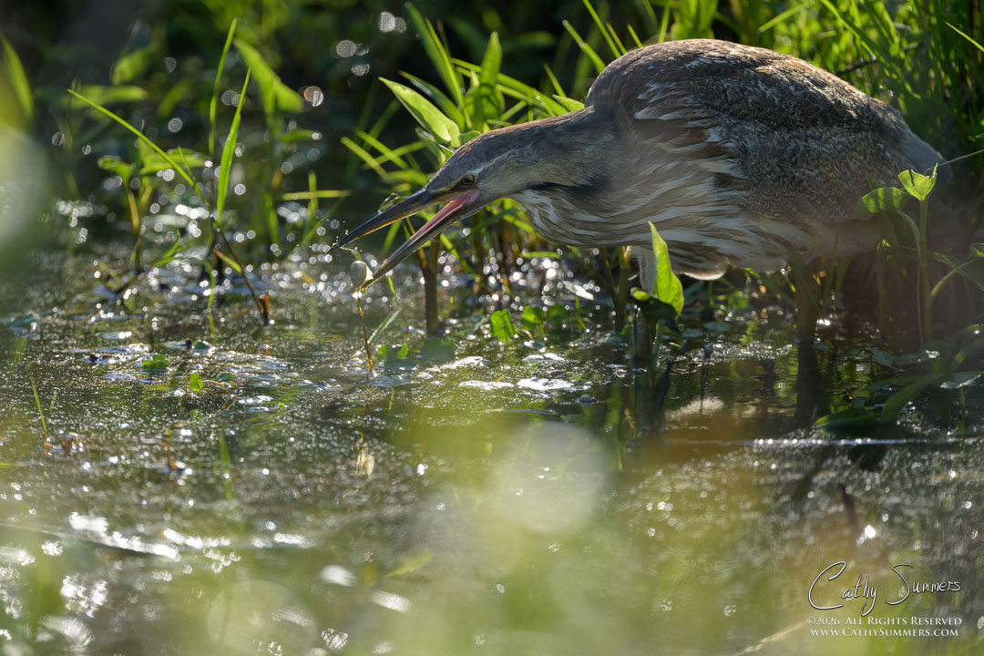 American Bittern Snags Breakfast at Huntley Meadows