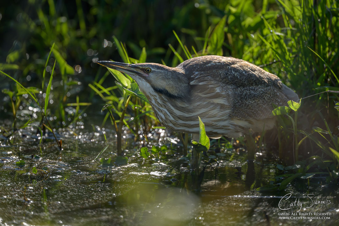 American Bittern at Huntley Meadows