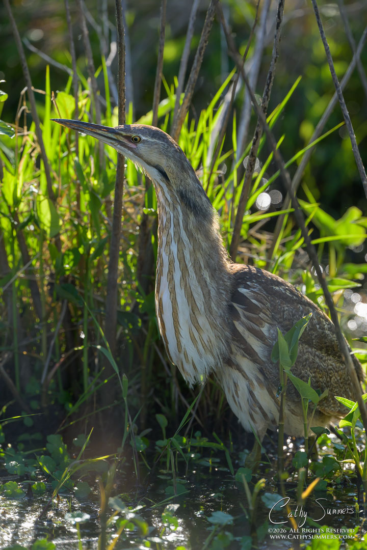American Bittern at Huntley Meadows