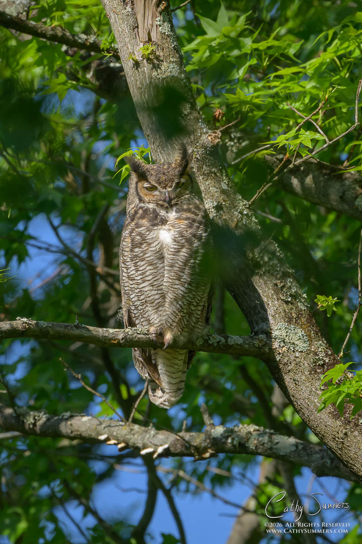 Great Horned Owl Watching Over Her Nest from a Neighboring Tree