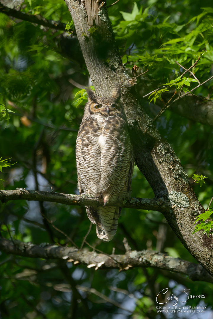 Great Horned Owl Watching Over her Owlets as the Crows Chatter Above Her at Huntley Meadows