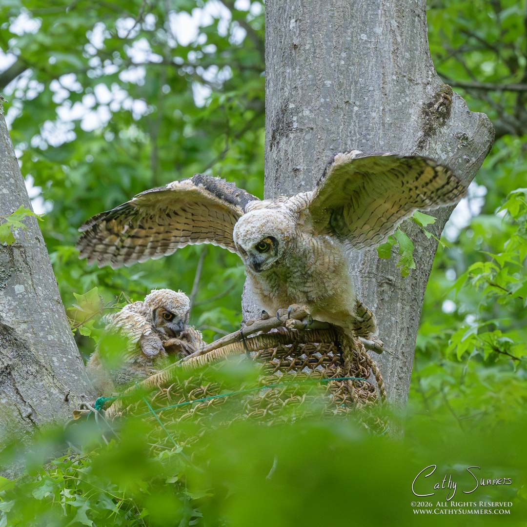 Great Horned Owl Owlets Testing Its Limits
