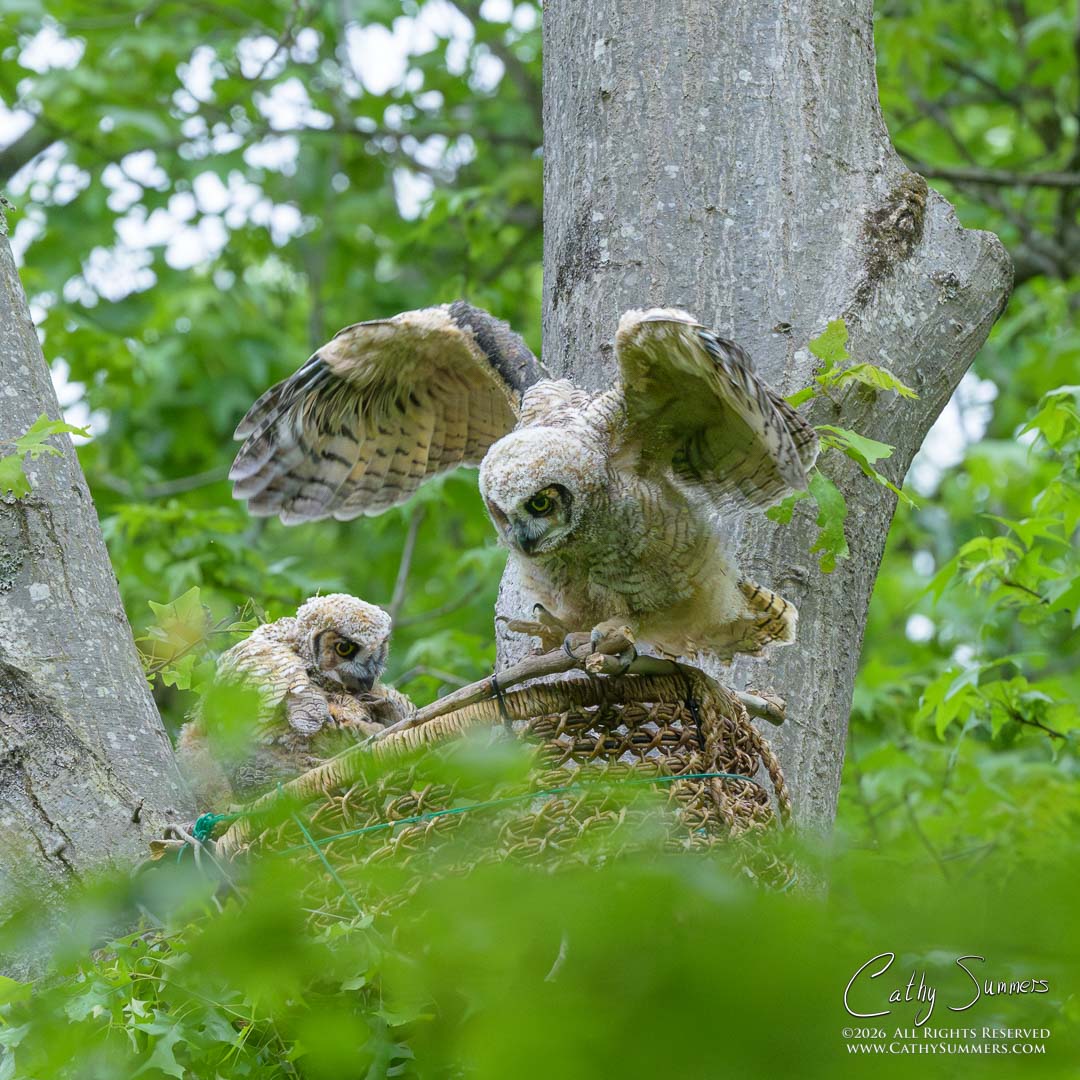 Great Horned Owl Owlets Testing Their Limits