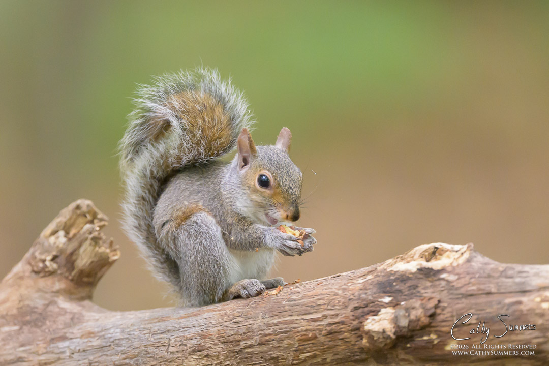 Gray Squirrel at Huntley Meadows