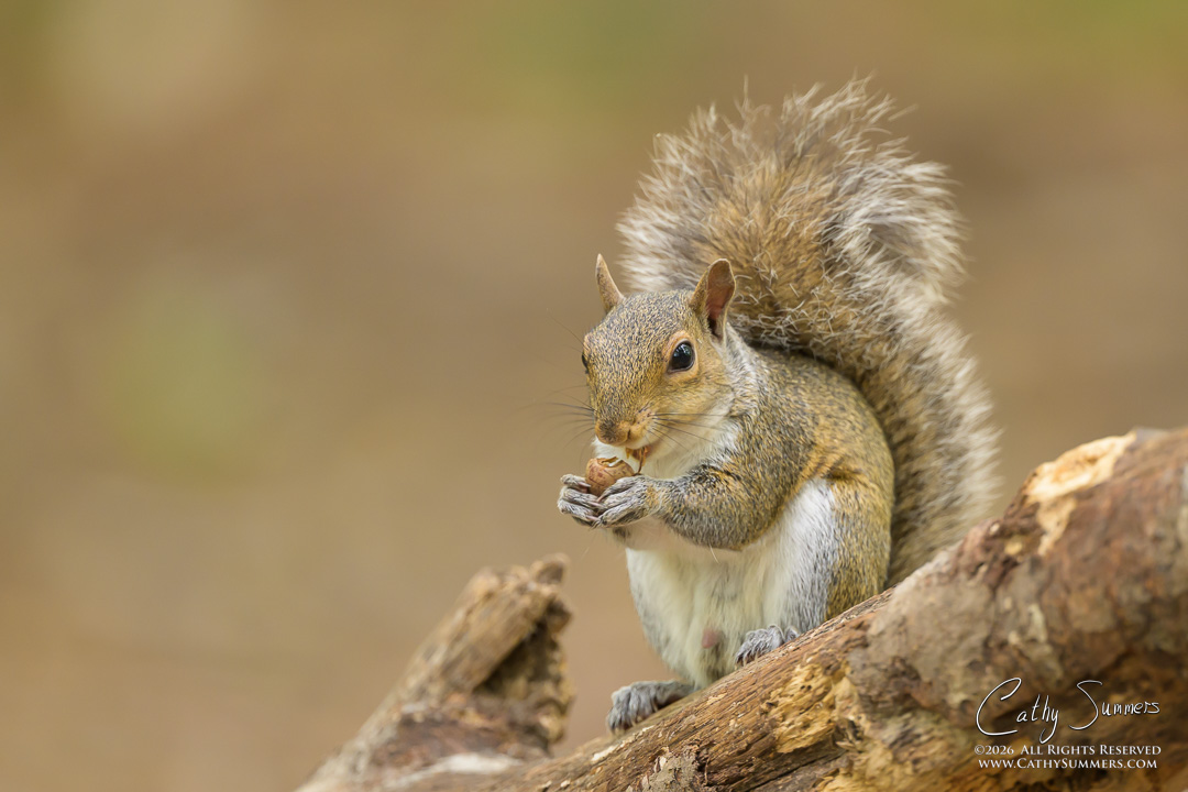 Gray Squirrel at Huntley Meadows