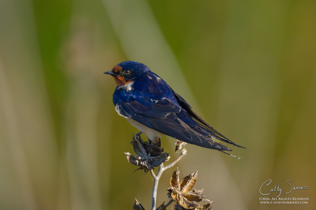 Barn Swallow at Huntley Meadows