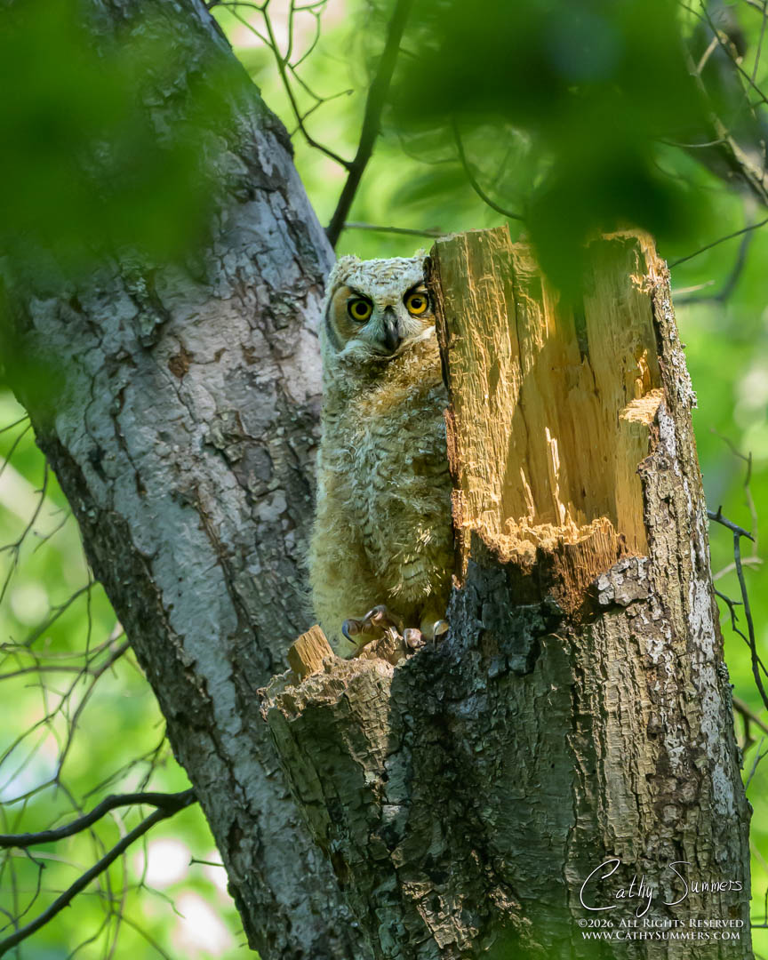 Great Horned Owlet at Huntley Meadows