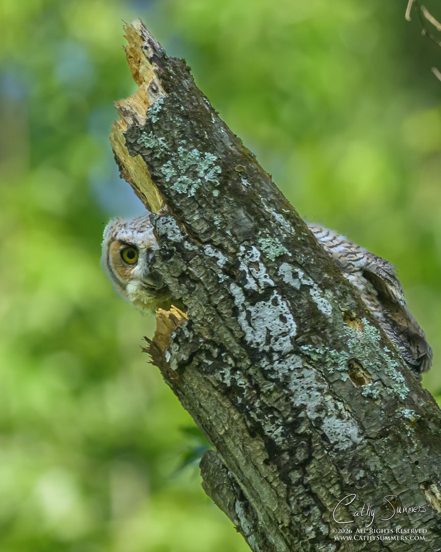 Peekaboo - Great Horned Owl Owlet at Huntley Meadows