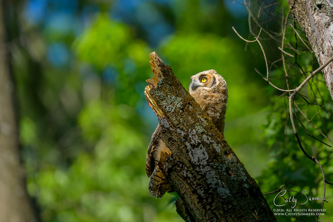 Great Horned Owl Owlet Casts a Wary Eye Towards Chattering Crows