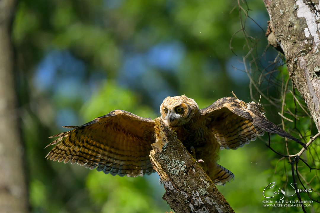 Branching Great Horned Owl Owlet at Huntley Meadows
