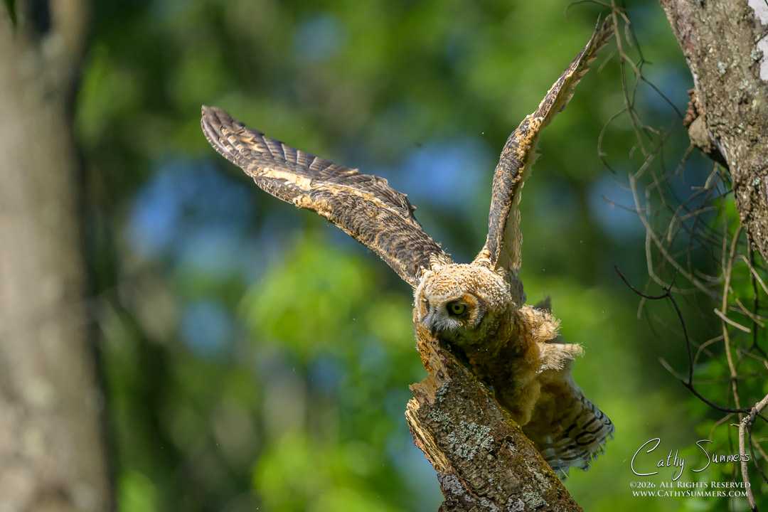 Branching Great Horned Owl Owlet at Huntley Meadows