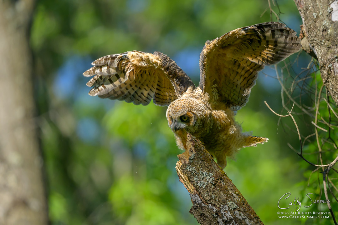 Branching Great Horned Owl Owlet at Huntley Meadows