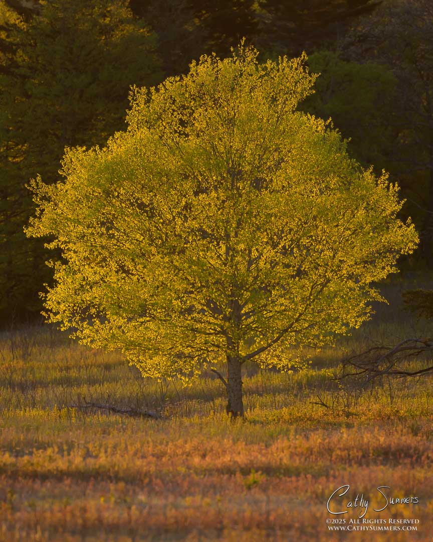 Backlit Tree on a Spring Morning at Big Meadows, Shenandoah National Park