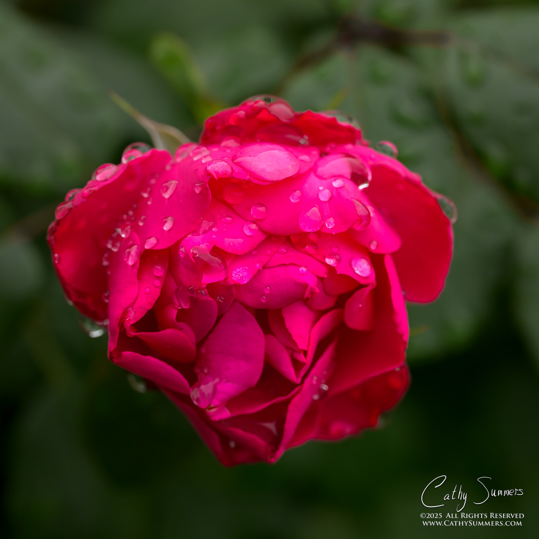 Raindrops on Rose