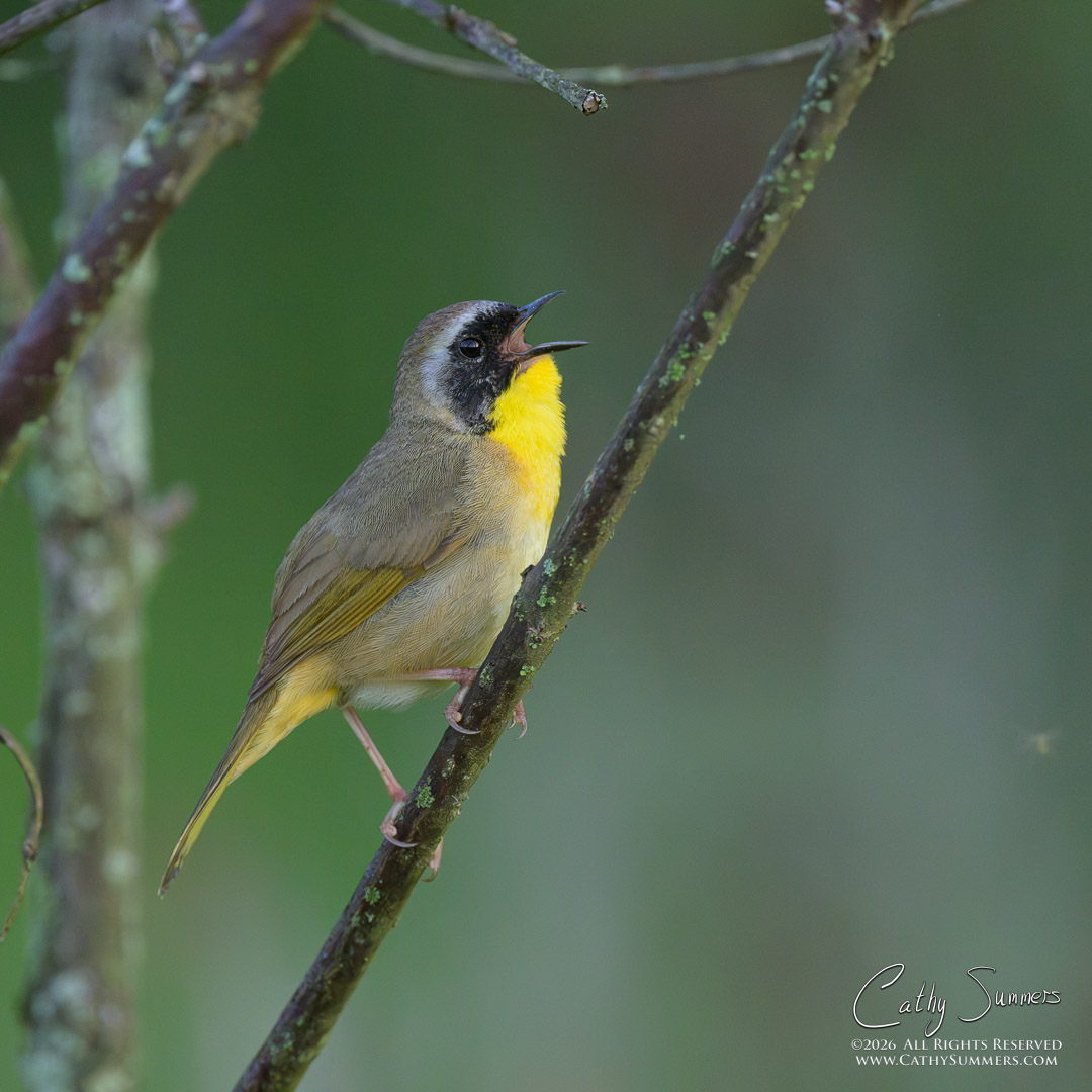 Common Yellowthroat at Huntley Meadows
