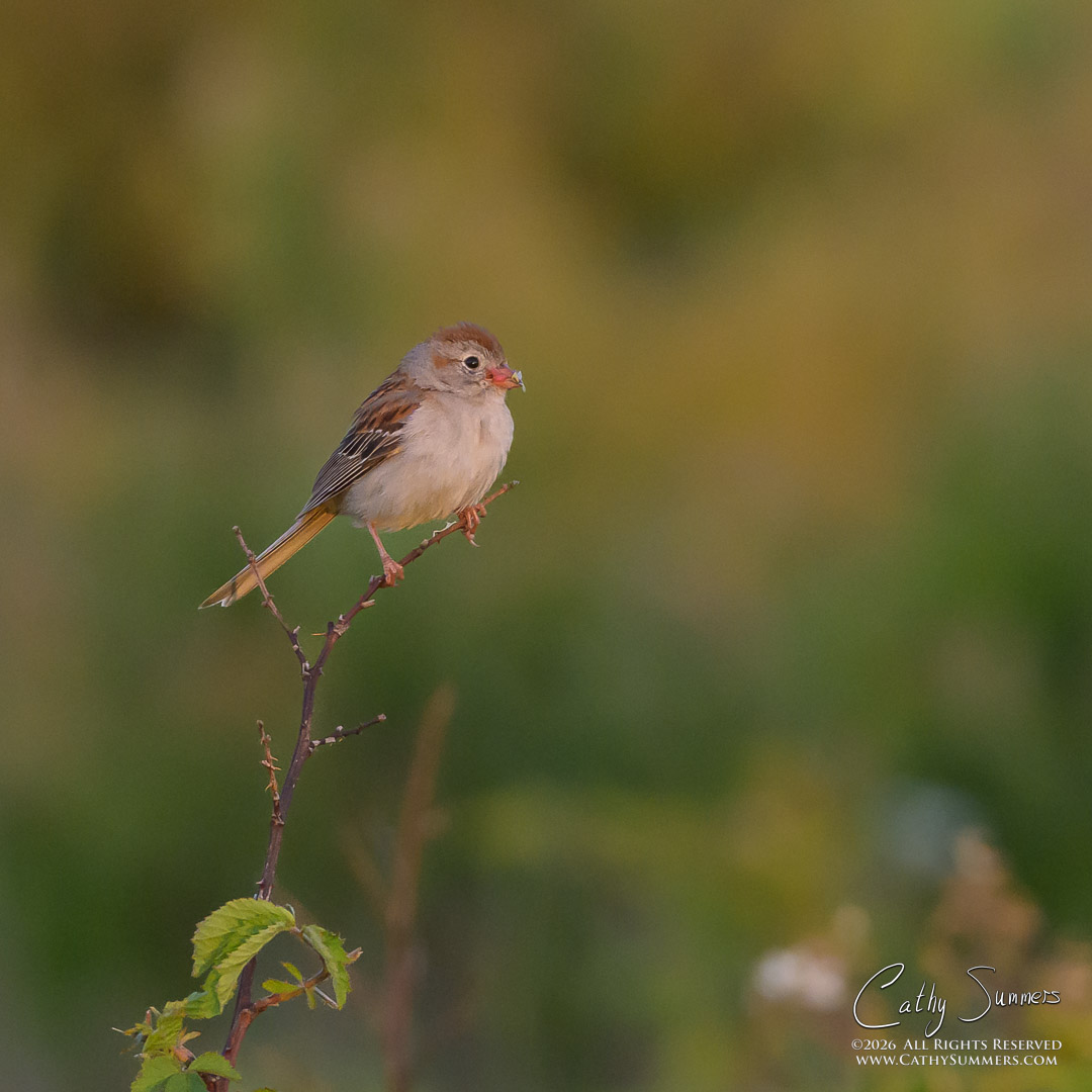 Field Sparrow at Big Meadows in the Late Afternoon Light