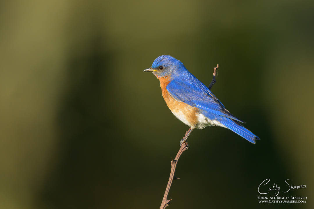 Bluebird at Big Meadows, Shenandoah National Park