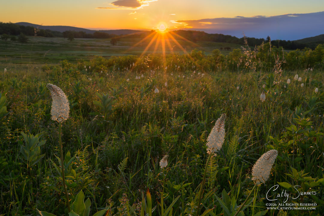 Summer Sunrise at Big Meadows, Shenandoah National Park