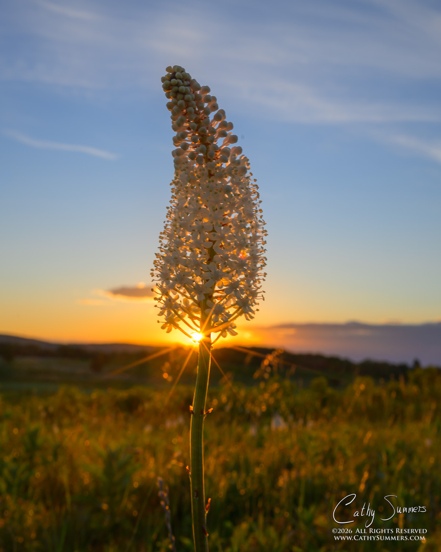 Fly Poison at Sunrise in Big Meadows