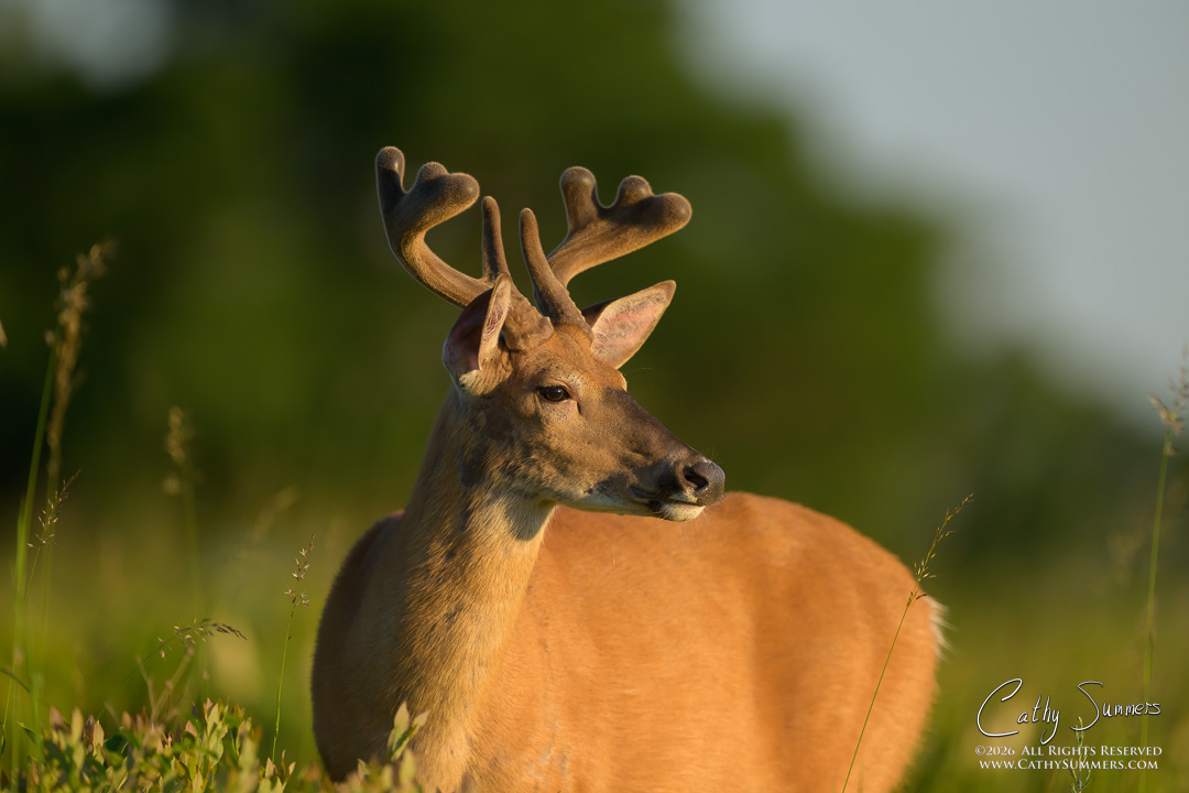 White Tailed Buck in Velvet on an Early Summer Morning at Big Meadows