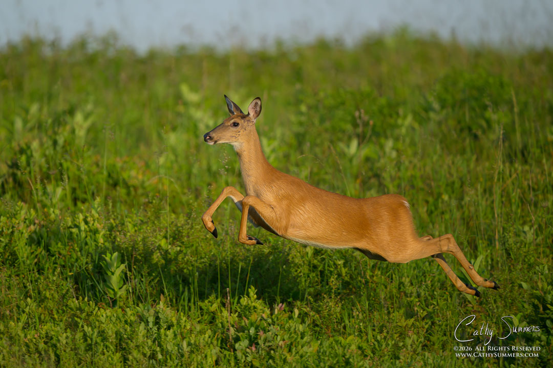 White Tailed Doe on the Move at Big Meadows, Shenandoah National Parl