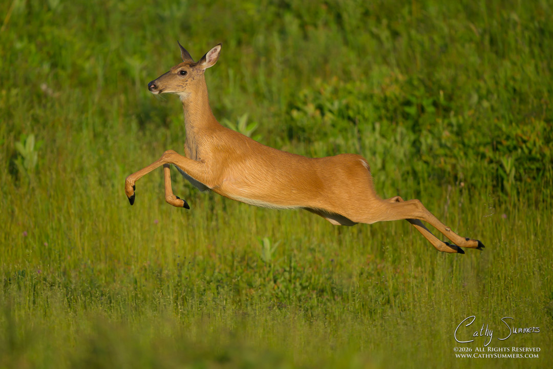 White Tailed Doe Sprinting Away at Big Meadows on a Summer Morning