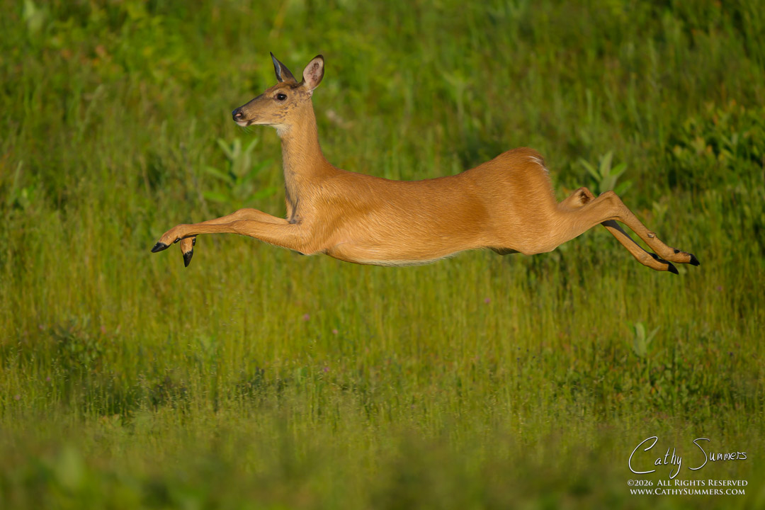 White Tailed Doe Sprinting Away at Big Meadows on a Summer Morning