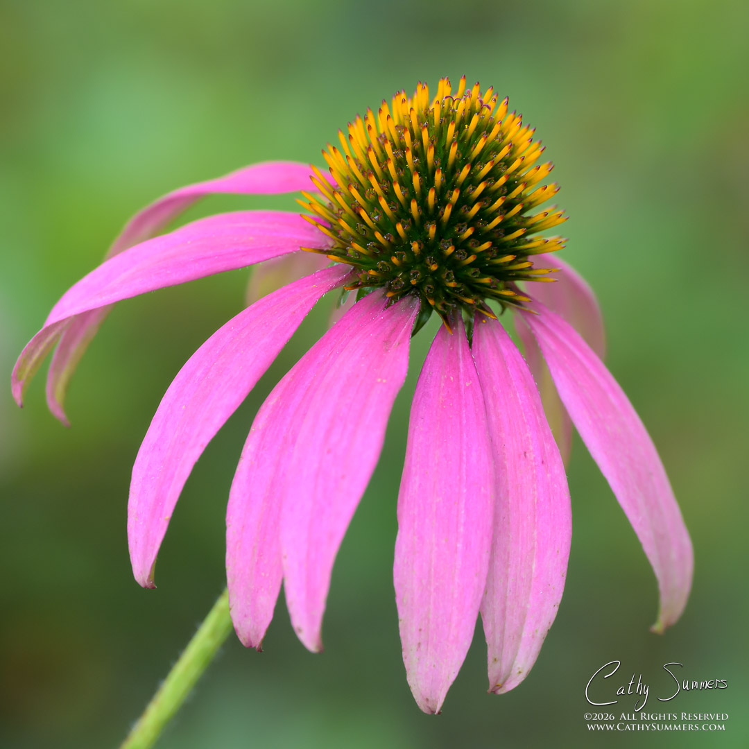 Coneflower Closeup