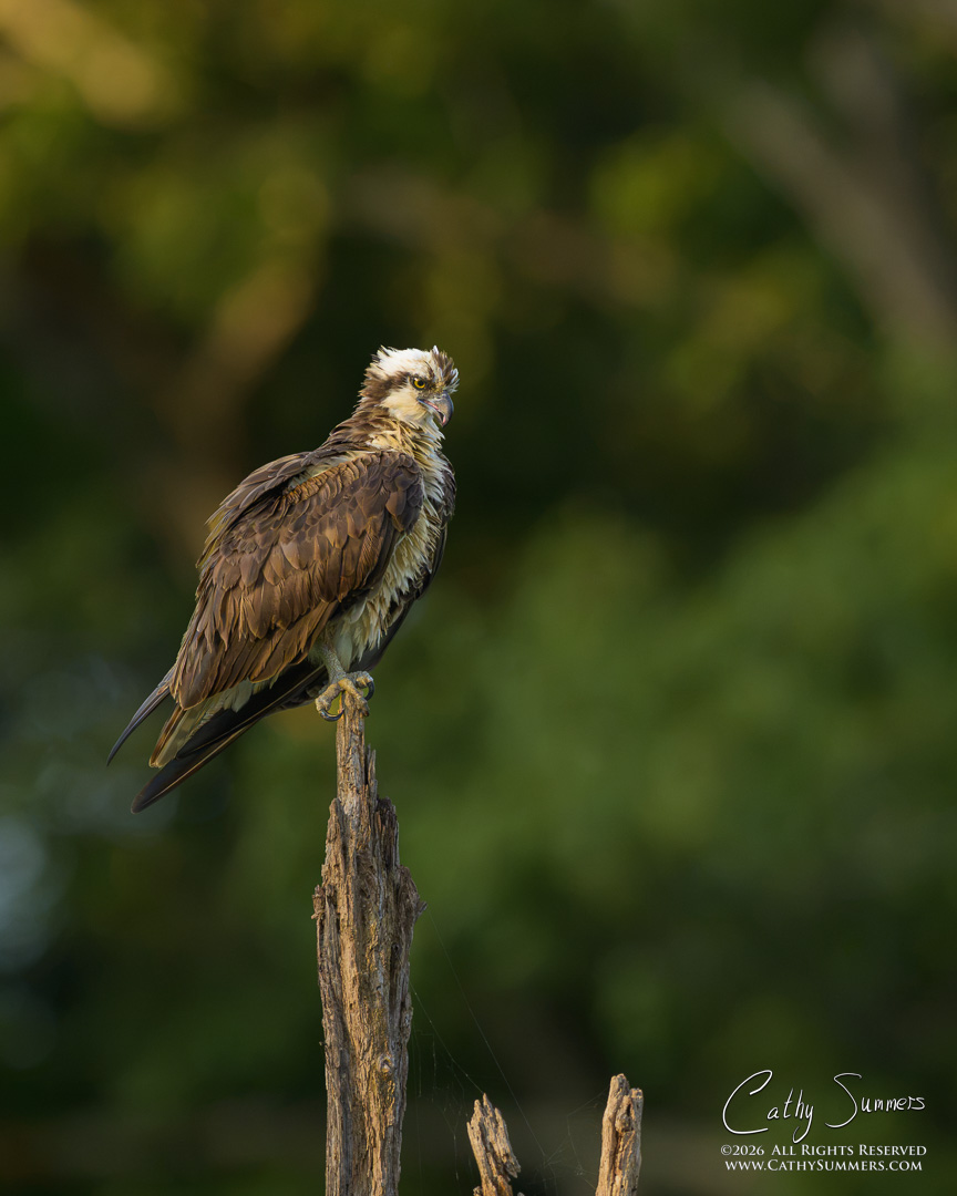 Perched Osprey at Huntley Meadows