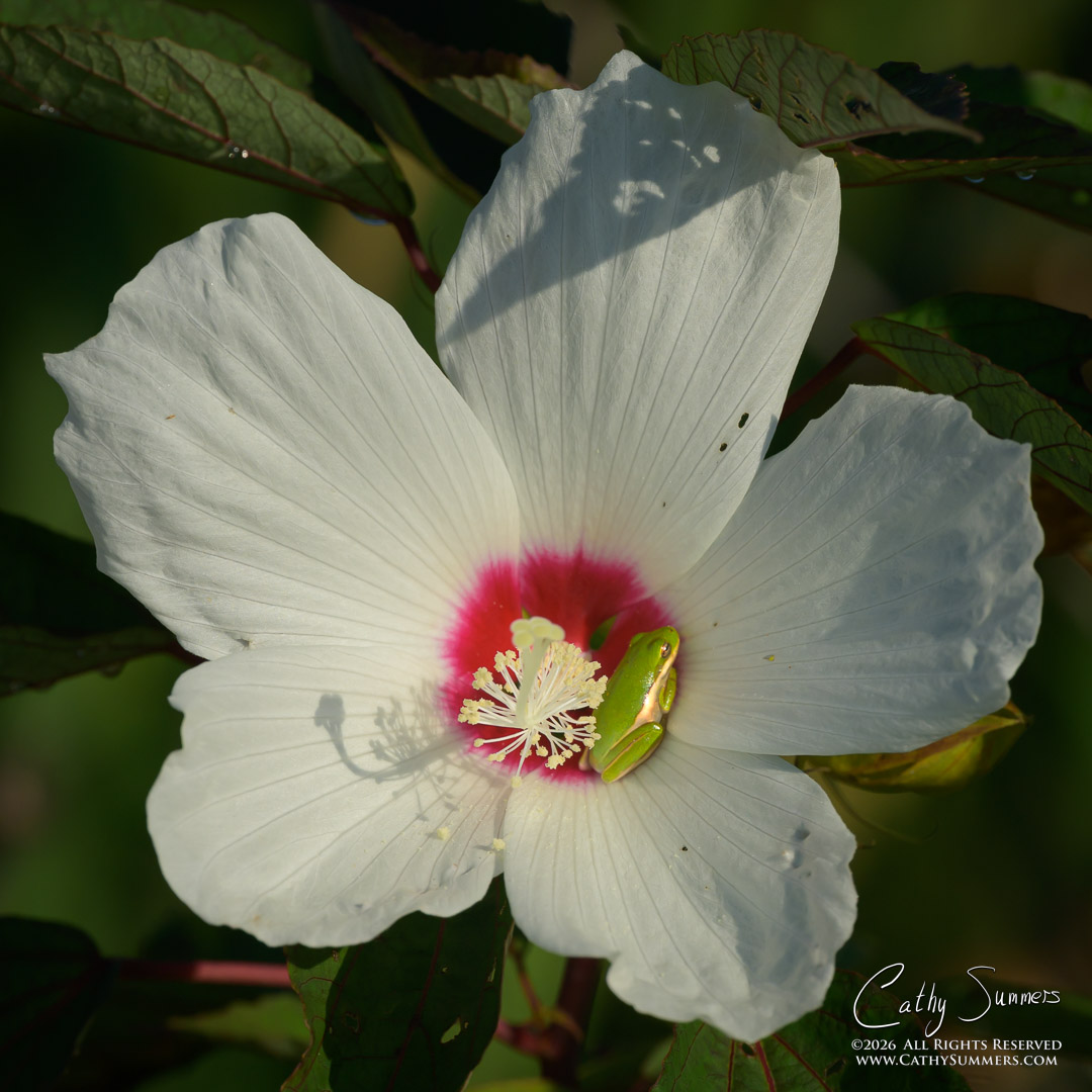 Green Tree Frog in Flower at Huntley meadows
