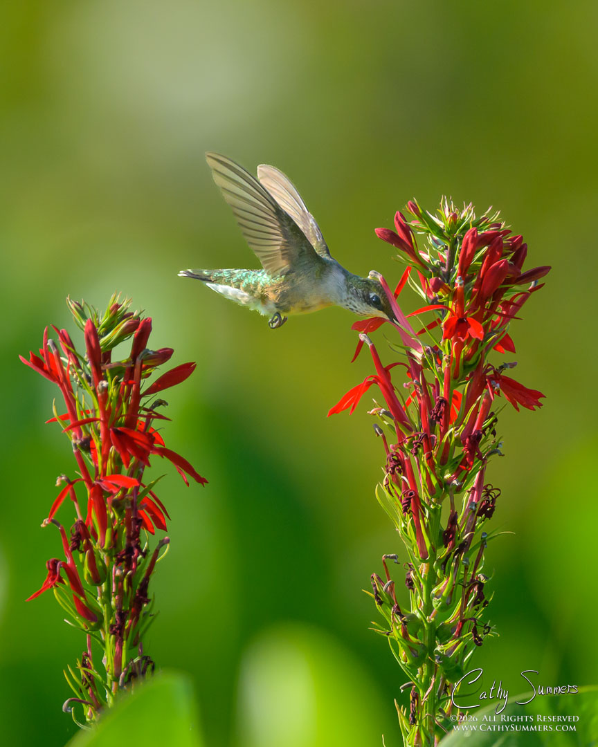 Humming Bird at Huntley Meadows