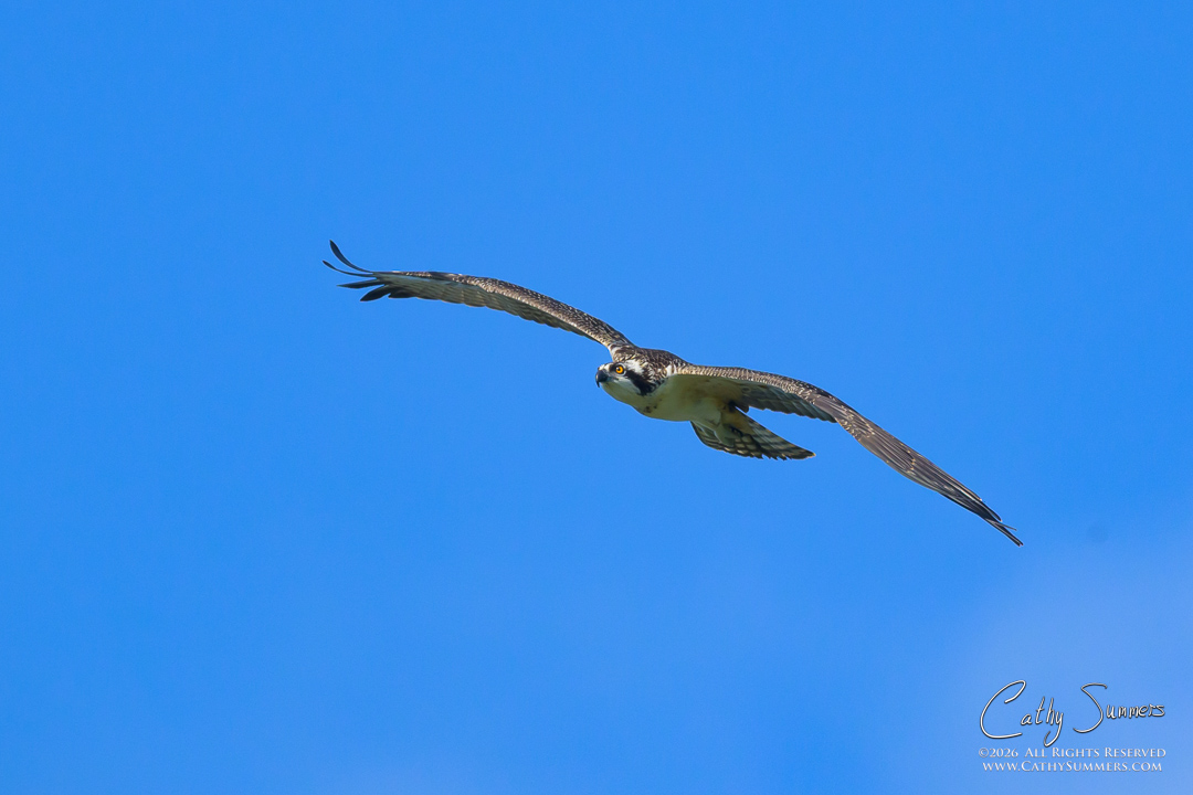Soaring Osprey at Huntley Meadows
