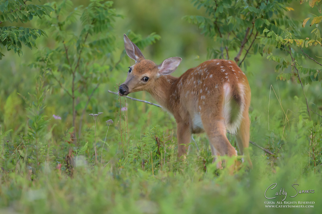 White Tailed Deer Fawn at Big Meadows, Shenandoah National Park