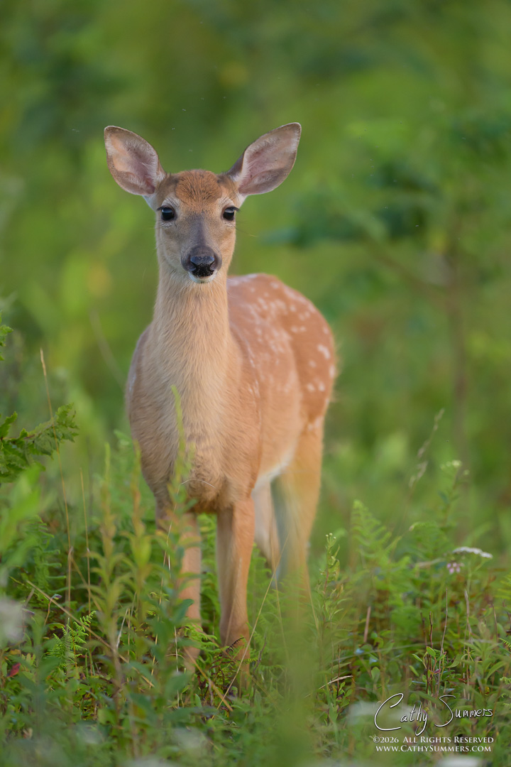 White Tailed Deer Fawn at Big Meadows, Shenandoah National Park