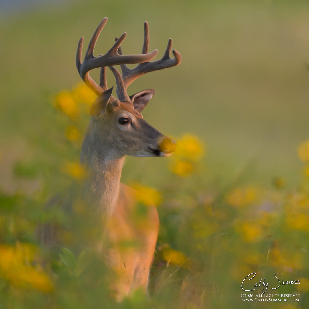 White Tailed Deer Buck in Wildflowers on a Late Summer Morning in Big Meadows