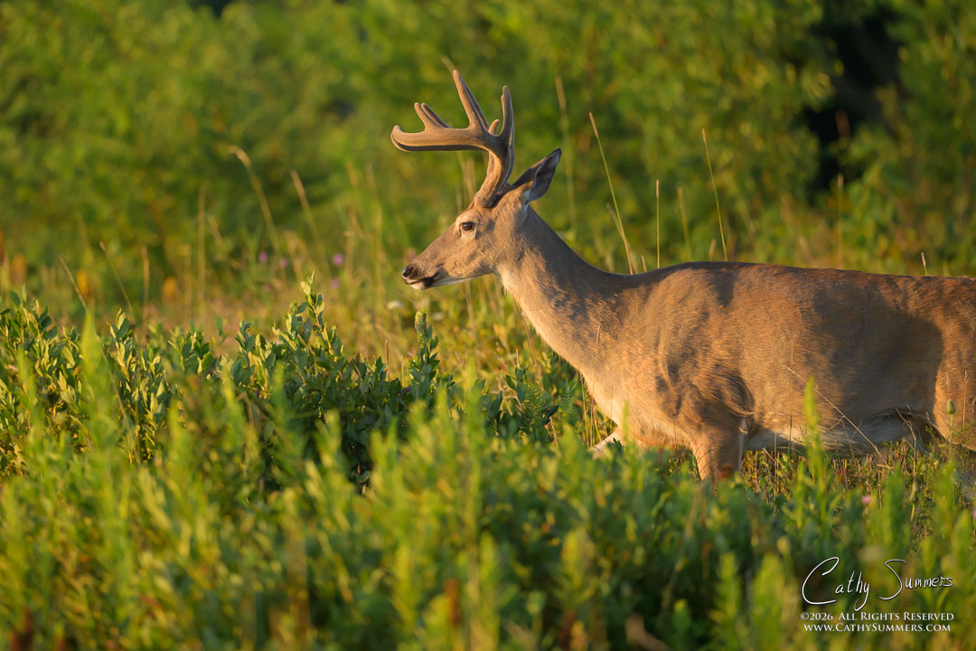 White Tailed Buck at Sunrise on a Late Summer Morning in Big Meadows, Shenandoah National Park