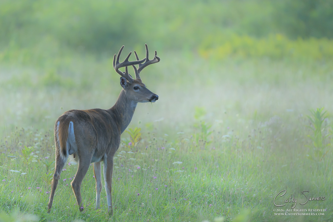 As the Sun Rose, the Evaporating Dew Very Briefly Provided a Little Mist Just as a Cloud Blocked the Sun