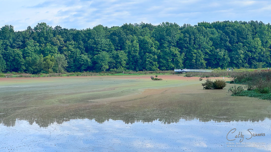 Technicolor Slime at Huntley Meadows