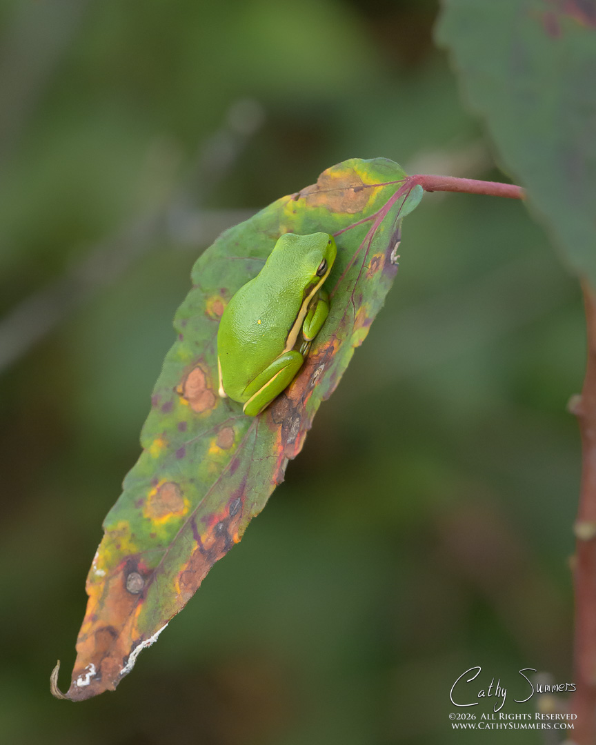 Green Tree Frog on Leaf at Huntley Meadows