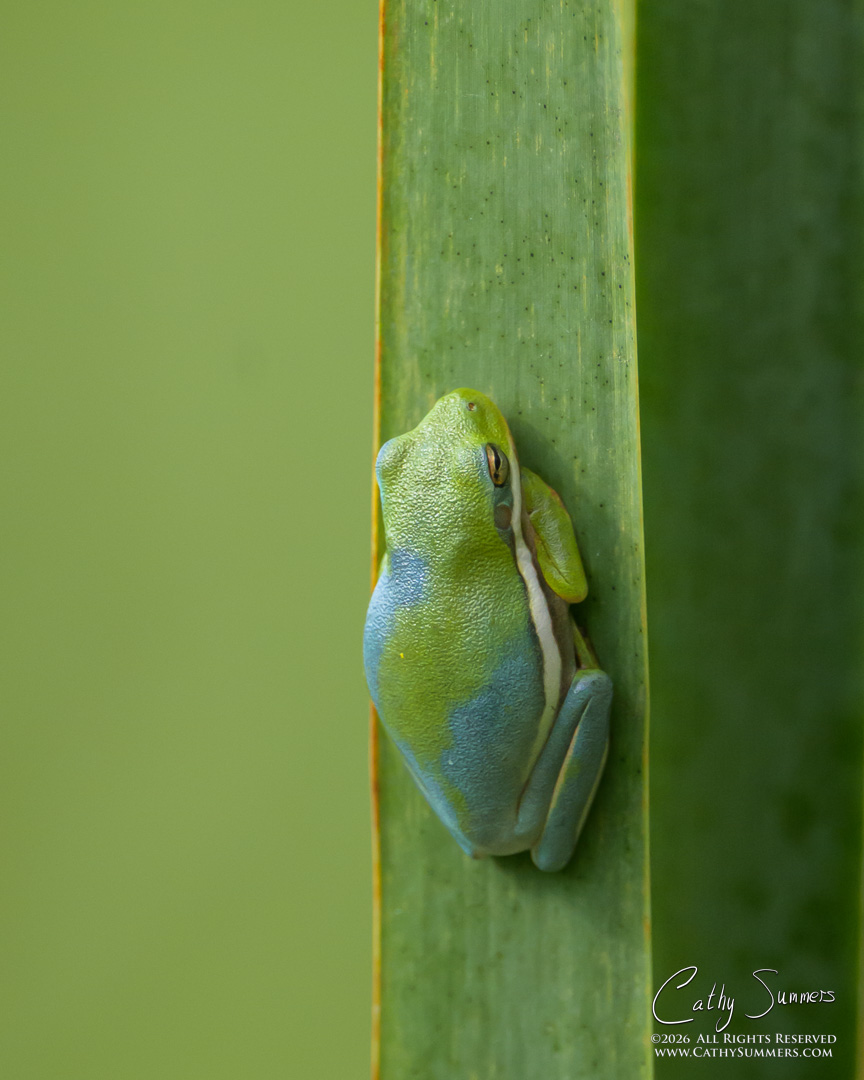 Axanthic Green Tree Frog at Huntley Meadows