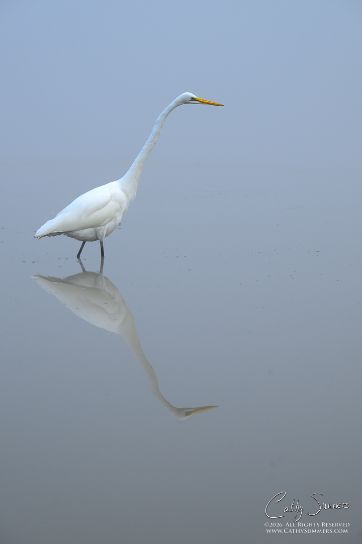 Egret in the Fog at Huntley Meadows