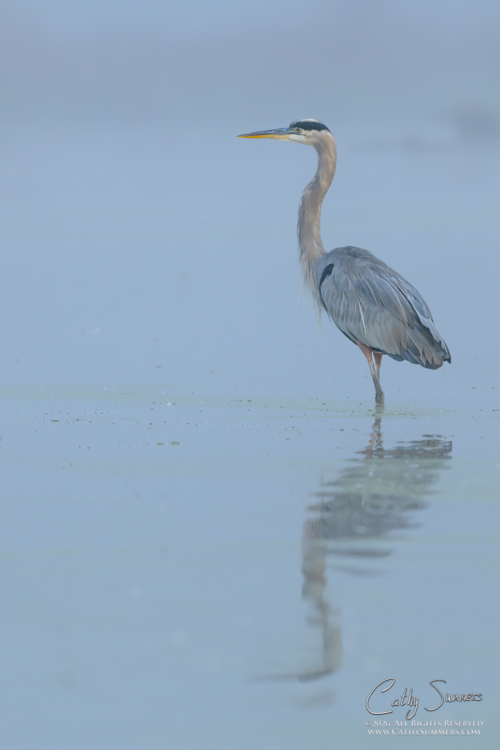 Great Blue Heron in the Fog at Huntley Meadows