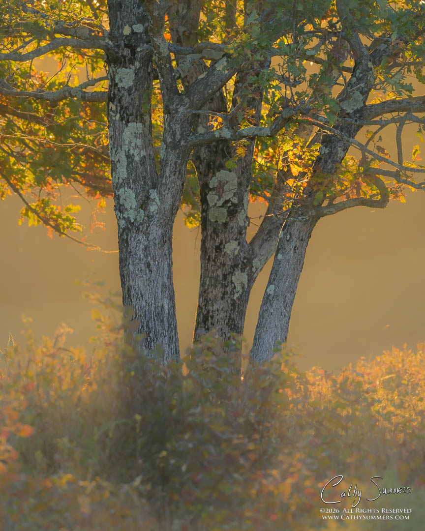 Trees Backlit on an Autumn Morning at Big Meadows