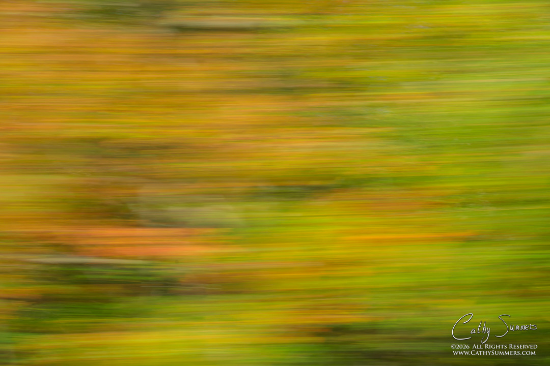 Autumn Colors on Skyline Drive at 30 MPH