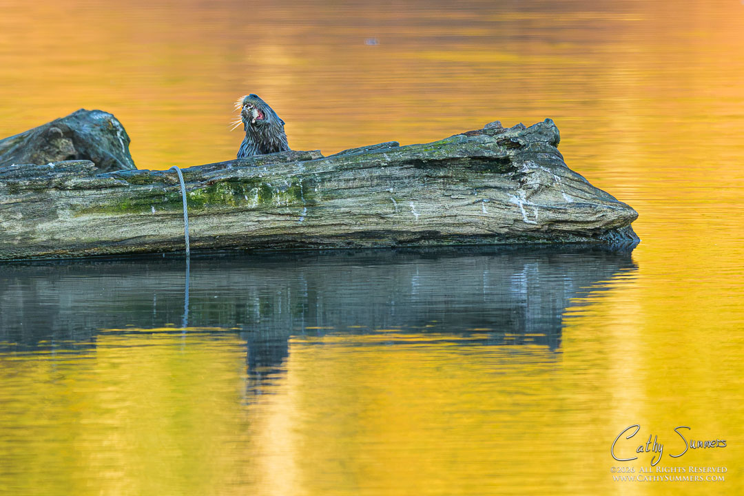 Otter on an Autumn Morning at Huntley Meadows